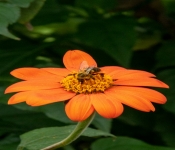 2020 09 01 LyndaleParkRoseGarden 021